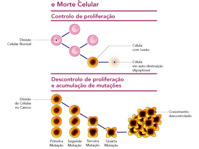 proliferação de células e morte celular