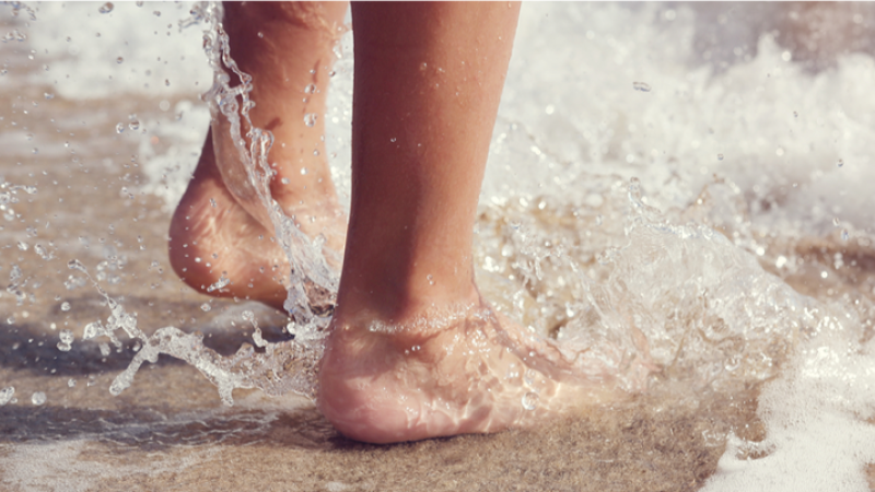 Picada de animais marinhos à beira da água