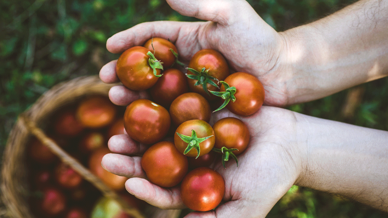 pessoa segura vários tomates, um dos alimentos anti-inflamatórios