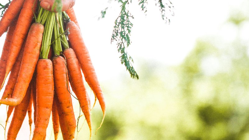 Cenouras em excesso