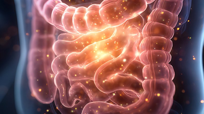 imagem 3d intestinos 