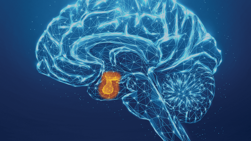 Desenho em tons de azul esquemático de um cérebro humano, com destaque para a hipófise