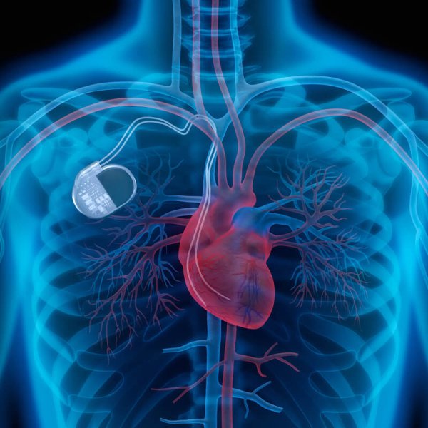 torax humano com coração