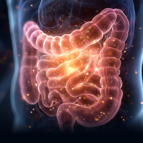 imagem 3d intestinos 