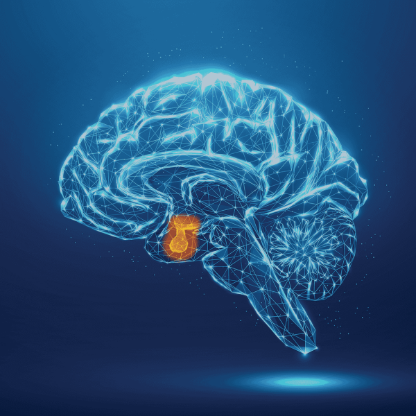 Desenho em tons de azul esquemático de um cérebro humano, com destaque para a hipófise
