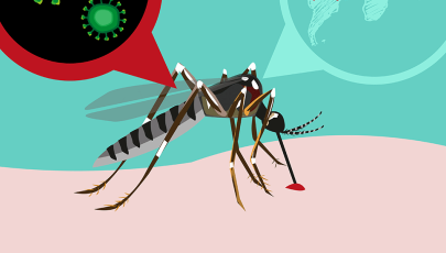 Mosquito responsável pelo contágio do vírus Zika