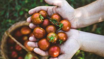 pessoa segura vários tomates, um dos alimentos anti-inflamatórios