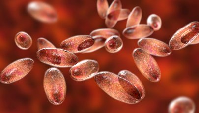 Peste. Bactéria Yersinia pestis